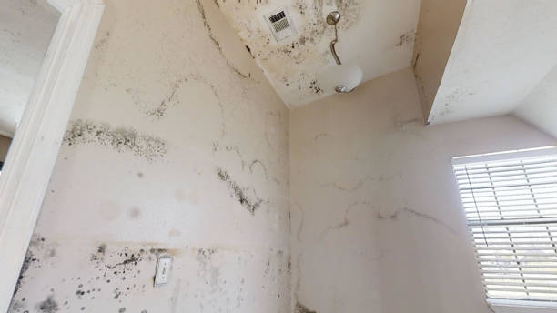 Best Mold Prevention Services  in Enterprise, UT