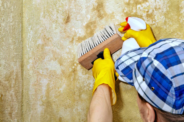 Best Mold-Related Health Consultation  in Enterprise, UT